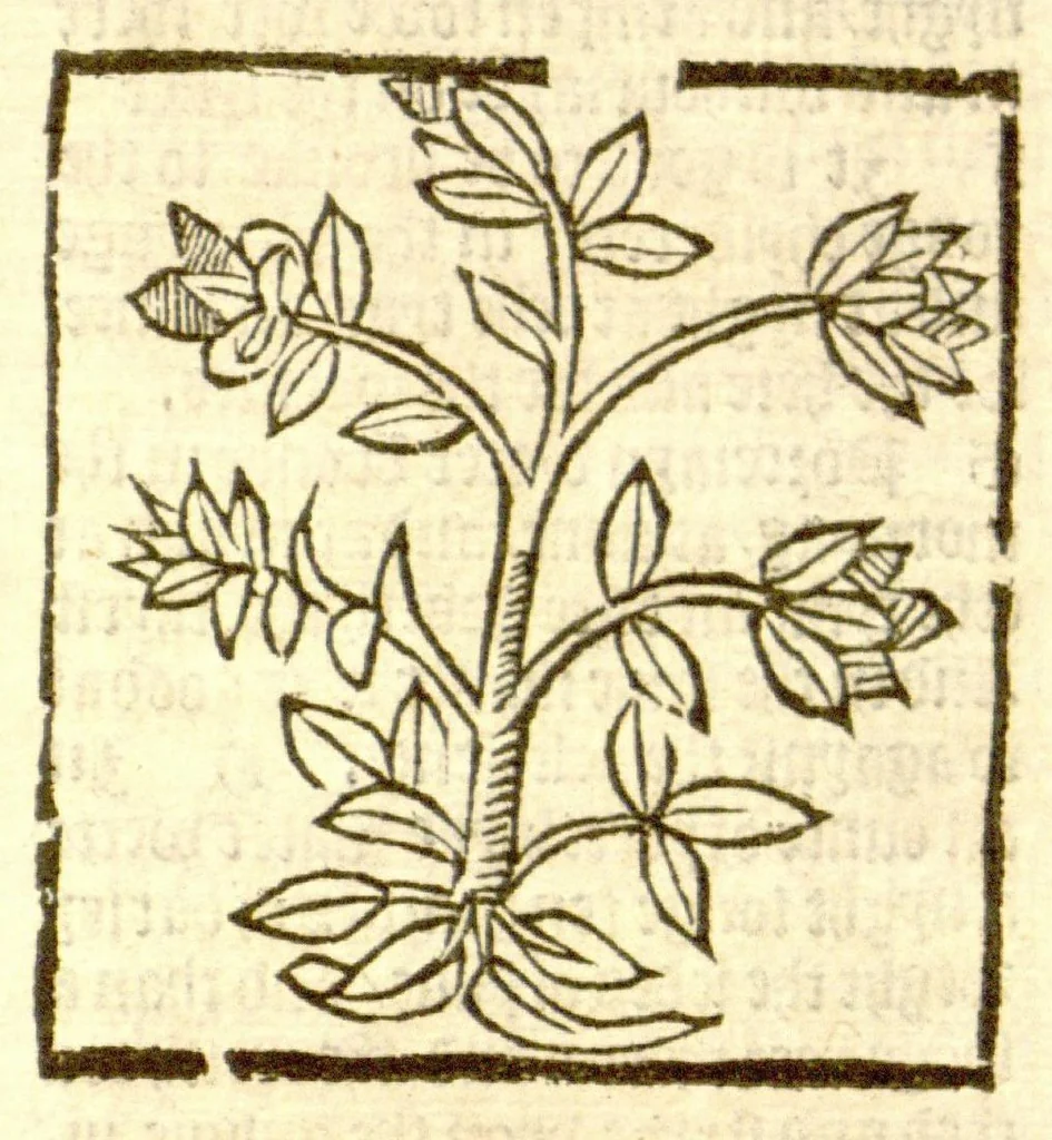 An illustration from The vertuose boke of distyllacyon of the waters of all maner of herbes ?with the fygures of the styllatoryes /fyrst made and compyled by the thyrte yeres study and labour of the moste conynge and famous master of phisyke Master Jherom Bruynswyke ; and now newly translate out of Duyche into Englysshe, not only to the synguler helpe and profyte of the surgyens, phisycyens and apothecaryes, but also of all maner of people parfytely and in dewe tyme and ordre to lerne to dystyll all maner of herbes to the profit, cure, & remedy of all maner dysieases and infirmytees apparant and nat apparant, and ye shall understande that the waters be better than the herbes as Avicenna testefyeth in his fourth canon saynge that all maner medicynes used with theyr substance febleth and maketh aged and weke., 1527, leaf 86