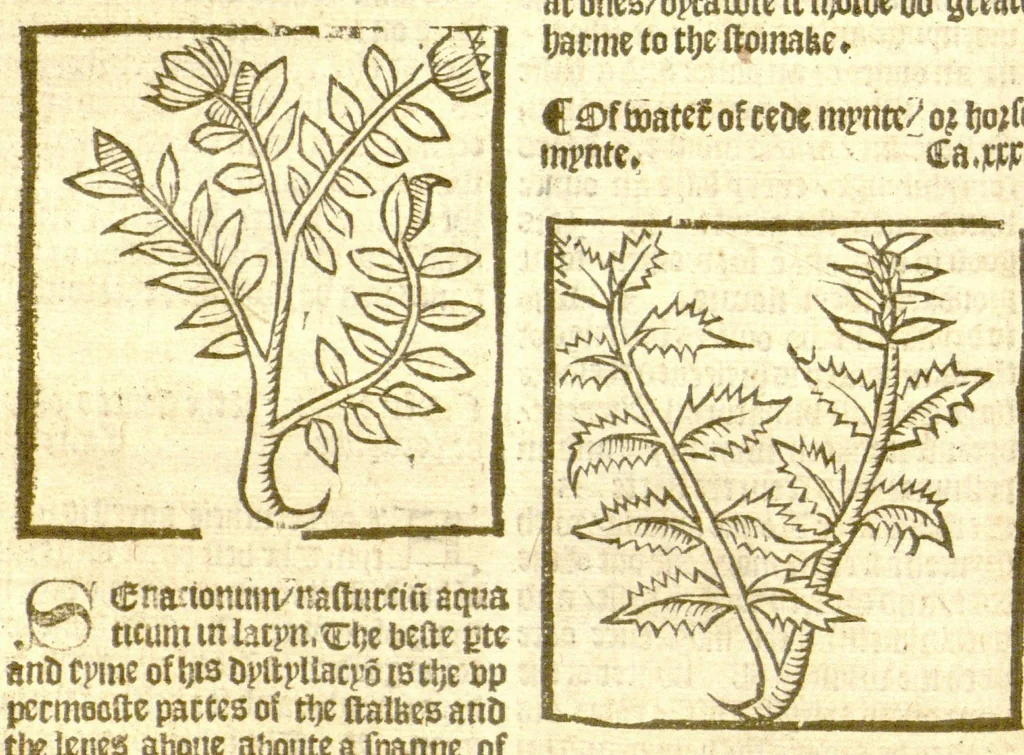 An illustration from The vertuose boke of distyllacyon of the waters of all maner of herbes ?with the fygures of the styllatoryes /fyrst made and compyled by the thyrte yeres study and labour of the moste conynge and famous master of phisyke Master Jherom Bruynswyke ; and now newly translate out of Duyche into Englysshe, not only to the synguler helpe and profyte of the surgyens, phisycyens and apothecaryes, but also of all maner of people parfytely and in dewe tyme and ordre to lerne to dystyll all maner of herbes to the profit, cure, & remedy of all maner dysieases and infirmytees apparant and nat apparant, and ye shall understande that the waters be better than the herbes as Avicenna testefyeth in his fourth canon saynge that all maner medicynes used with theyr substance febleth and maketh aged and weke., 1527, leaf 89