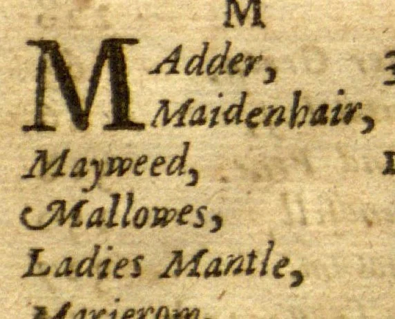 An illustration from Adam in Eden, or, Natures paradise ?the history of plants, fruits, herbs and flowers ? with their several names, whether Greek, Latin or English, the places where they grow, their descriptions and kinds, their times of flourishing and decreasing, as also their several signatures, anatomical appropriations, and particular physical vertues, together with necessary observations on the seasons of planting, and gathering of our English simples with directions how to preserve them in their compositions or otherwise ... For the herbalists greater benefit, there is annexed a Latin and English table of the several names of simples, with another more particular table of the diseases, and their cures, treated of in this so necessary a work /by William Coles ..., 1657, leaf 626