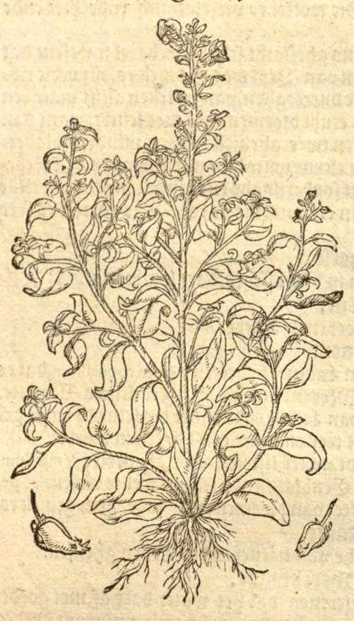 An illustration from Crŭÿde boeck : in den welcken die geheele historie dat es tgheslacht, tfatsoen, nae[m], natuere, cracht ende werckinghe, van den cruyden, niet alleen hier te lande wassende, maer oock van de[n] andere[n] Vremde[n] in der medecynen oorboorlijck, met grooter neersticheyt begrepen ende verclaert es, met der seluer cruyden natuerlijck naer dat leuen conterfeytsel daer by ghestelt / duer D. Rembert Dodoens ... Van nieuws ouersien, ende met seer veel schoone nieuwe figueren vermeerdert., 1563, leaf 202