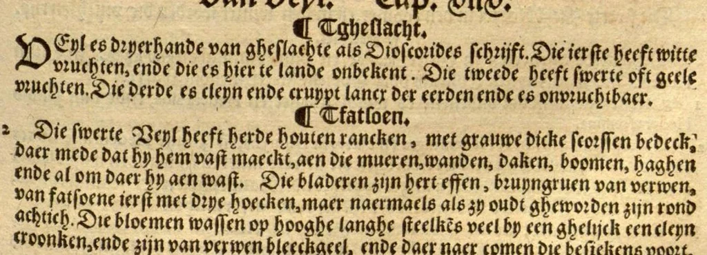 An illustration from Crŭÿde boeck : in den welcken die geheele historie dat es tgheslacht, tfatsoen, nae[m], natuere, cracht ende werckinghe, van den cruyden, niet alleen hier te lande wassende, maer oock van de[n] andere[n] Vremde[n] in der medecynen oorboorlijck, met grooter neersticheyt begrepen ende verclaert es, met der seluer cruyden natuerlijck naer dat leuen conterfeytsel daer by ghestelt / duer D. Rembert Dodoens ... Van nieuws ouersien, ende met seer veel schoone nieuwe figueren vermeerdert., 1563, leaf 373