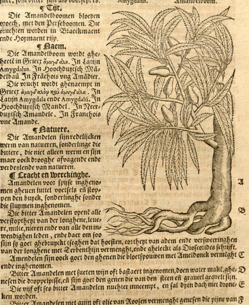 An illustration from Crŭÿde boeck : in den welcken die geheele historie dat es tgheslacht, tfatsoen, nae[m], natuere, cracht ende werckinghe, van den cruyden, niet alleen hier te lande wassende, maer oock van de[n] andere[n] Vremde[n] in der medecynen oorboorlijck, met grooter neersticheyt begrepen ende verclaert es, met der seluer cruyden natuerlijck naer dat leuen conterfeytsel daer by ghestelt / duer D. Rembert Dodoens ... Van nieuws ouersien, ende met seer veel schoone nieuwe figueren vermeerdert., 1563, leaf 663