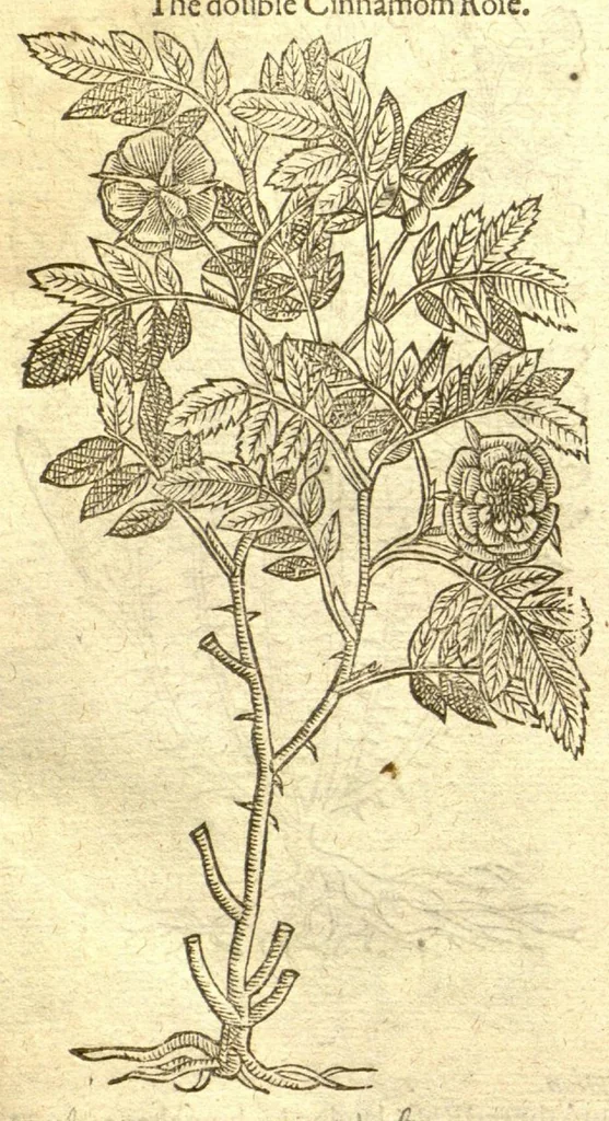 An illustration from The Herball, or, Generall historie of plantes /gathered by John Gerarde of London, master in chirurgerie., 1597, leaf 1106