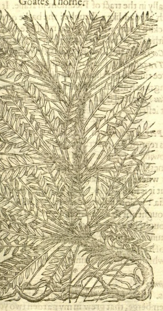 An illustration from The Herball, or, Generall historie of plantes /gathered by John Gerarde of London, master in chirurgerie., 1597, leaf 1167