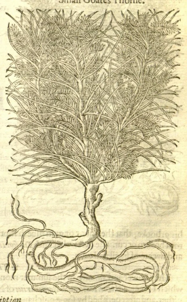 An illustration from The Herball, or, Generall historie of plantes /gathered by John Gerarde of London, master in chirurgerie., 1597, leaf 1167