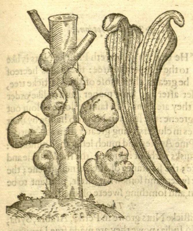 An illustration from The Herball, or, Generall historie of plantes /gathered by John Gerarde of London, master in chirurgerie., 1597, leaf 1269