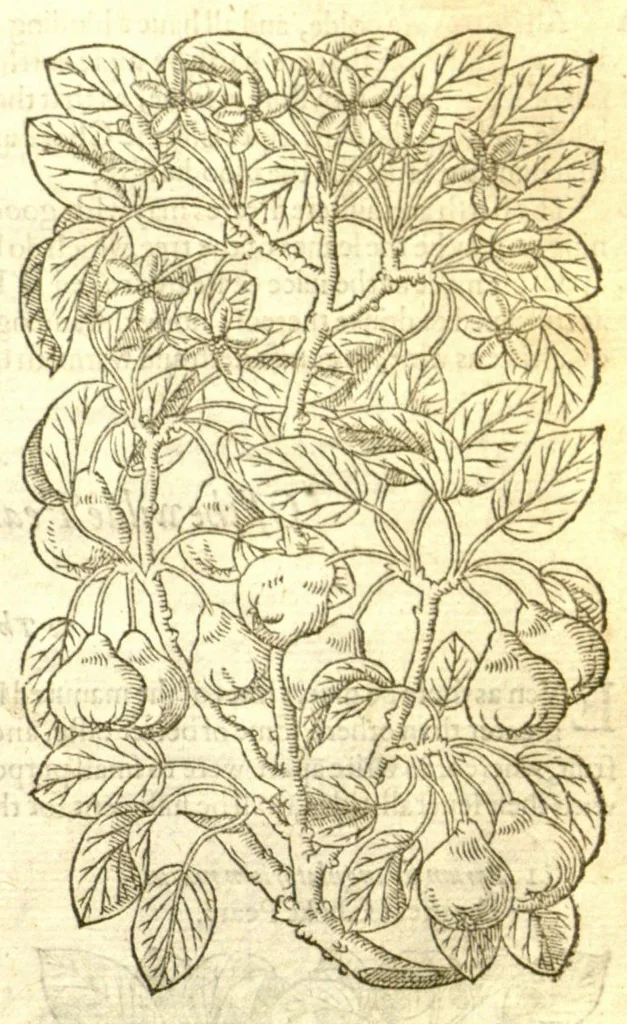 An illustration from The Herball, or, Generall historie of plantes /gathered by John Gerarde of London, master in chirurgerie., 1597, leaf 1291