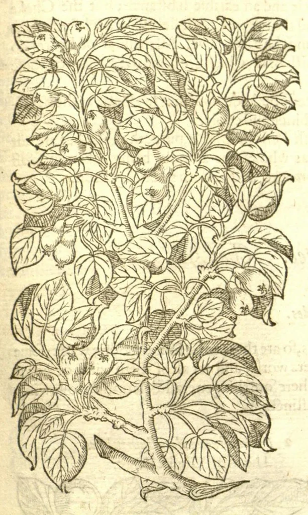 An illustration from The Herball, or, Generall historie of plantes /gathered by John Gerarde of London, master in chirurgerie., 1597, leaf 1291
