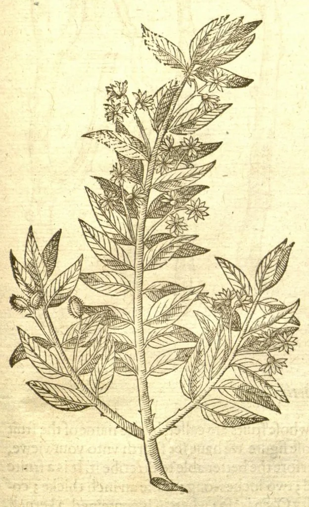 An illustration from The Herball, or, Generall historie of plantes /gathered by John Gerarde of London, master in chirurgerie., 1597, leaf 1365