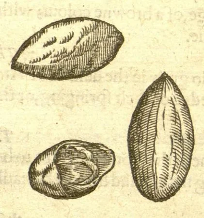 An illustration from The Herball, or, Generall historie of plantes /gathered by John Gerarde of London, master in chirurgerie., 1597, leaf 1386