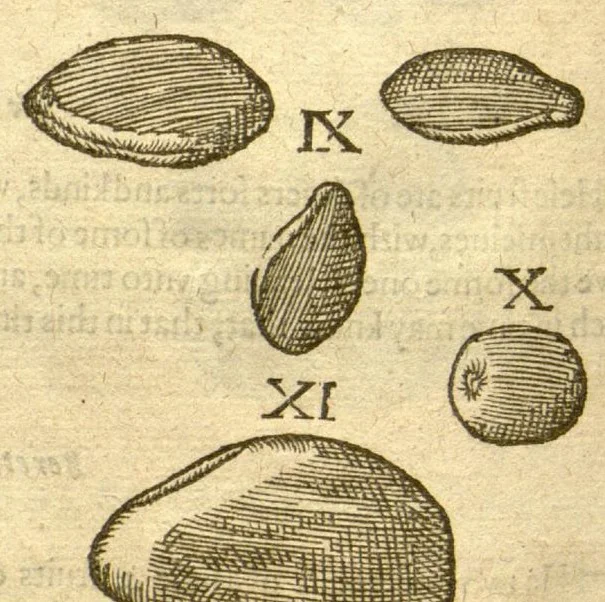 An illustration from The Herball, or, Generall historie of plantes /gathered by John Gerarde of London, master in chirurgerie., 1597, leaf 1386