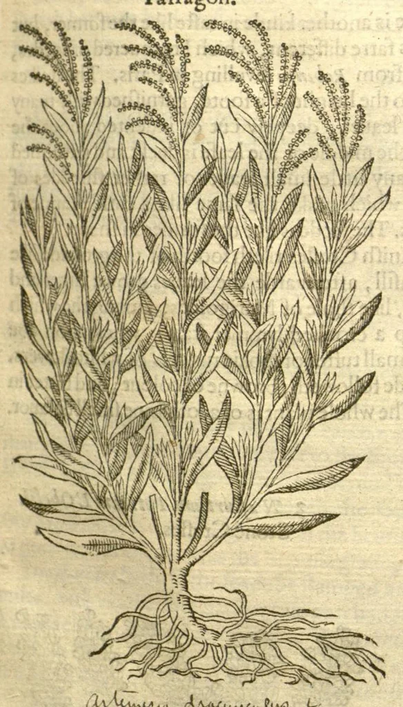An illustration from The Herball, or, Generall historie of plantes /gathered by John Gerarde of London, master in chirurgerie., 1597, leaf 213
