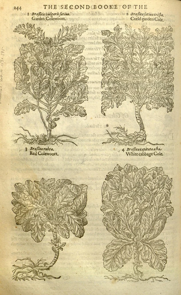 An illustration from The Herball, or, Generall historie of plantes /gathered by John Gerarde of London, master in chirurgerie., 1597, leaf 264