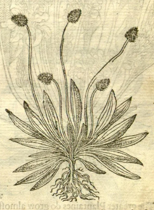 An illustration from The Herball, or, Generall historie of plantes /gathered by John Gerarde of London, master in chirurgerie., 1597, leaf 359