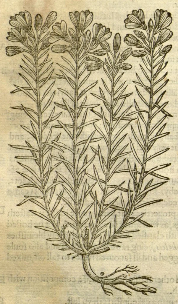 An illustration from The Herball, or, Generall historie of plantes /gathered by John Gerarde of London, master in chirurgerie., 1597, leaf 466