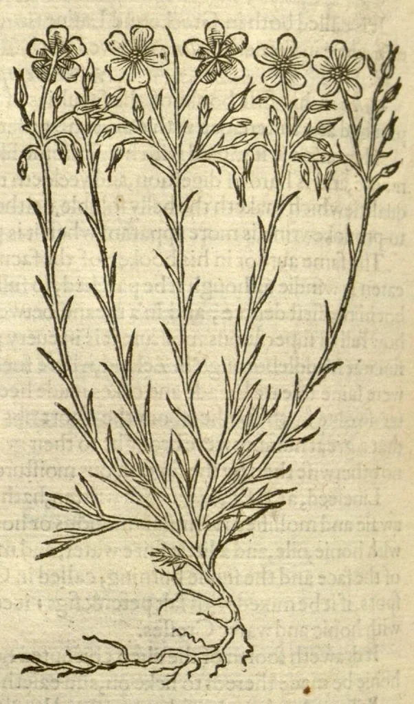 An illustration from The Herball, or, Generall historie of plantes /gathered by John Gerarde of London, master in chirurgerie., 1597, leaf 466