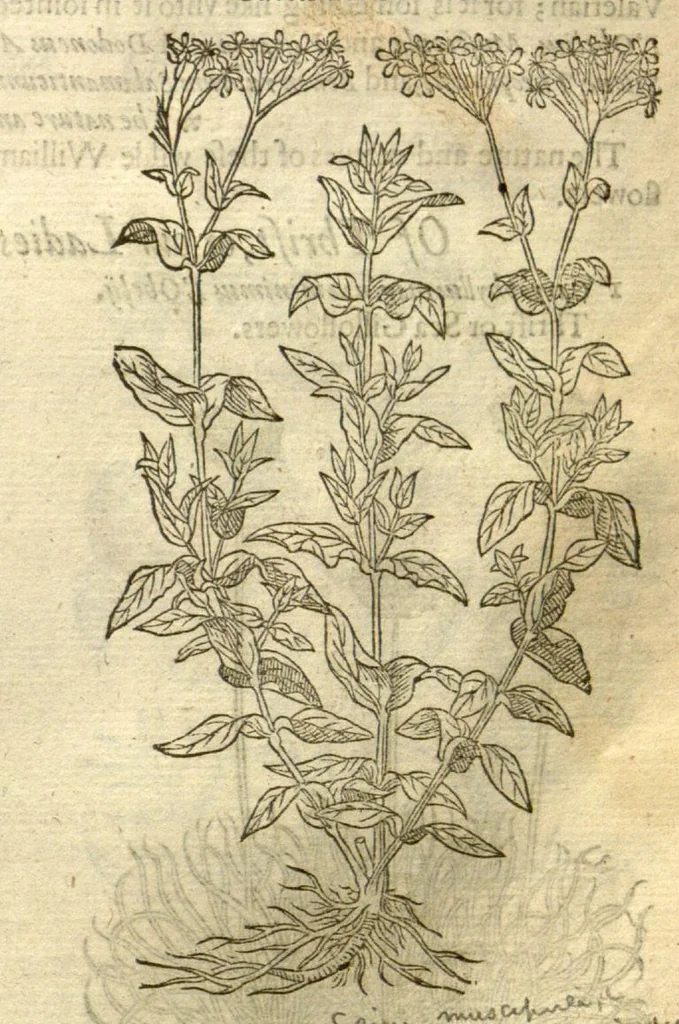 An illustration from The Herball, or, Generall historie of plantes /gathered by John Gerarde of London, master in chirurgerie., 1597, leaf 501