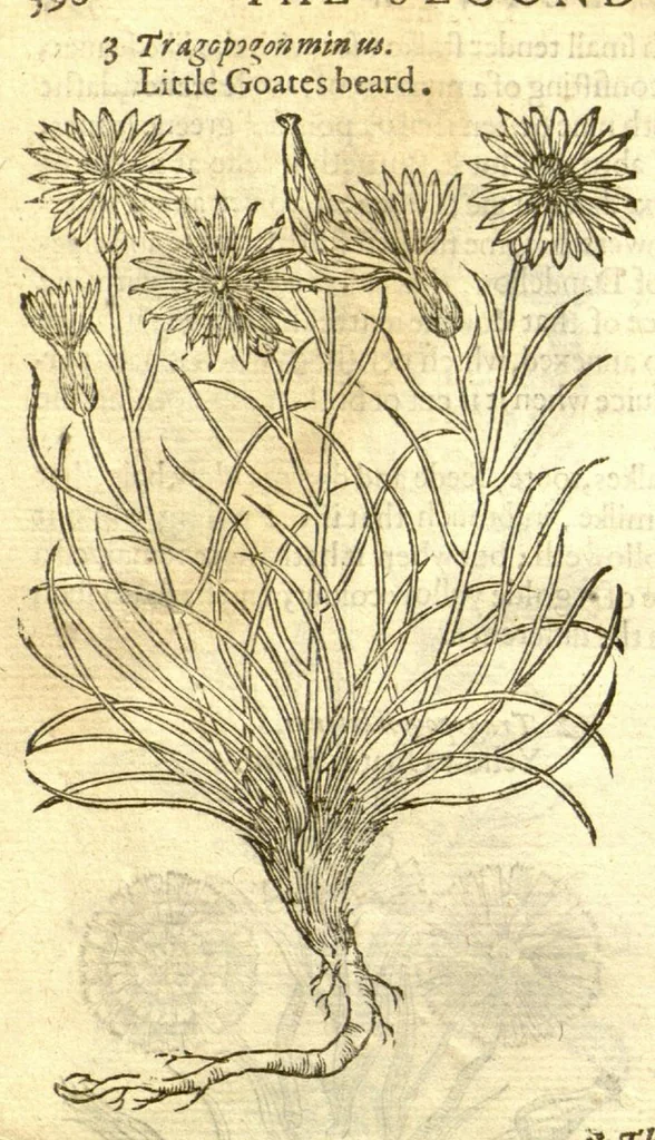 An illustration from The Herball, or, Generall historie of plantes /gathered by John Gerarde of London, master in chirurgerie., 1597, leaf 616