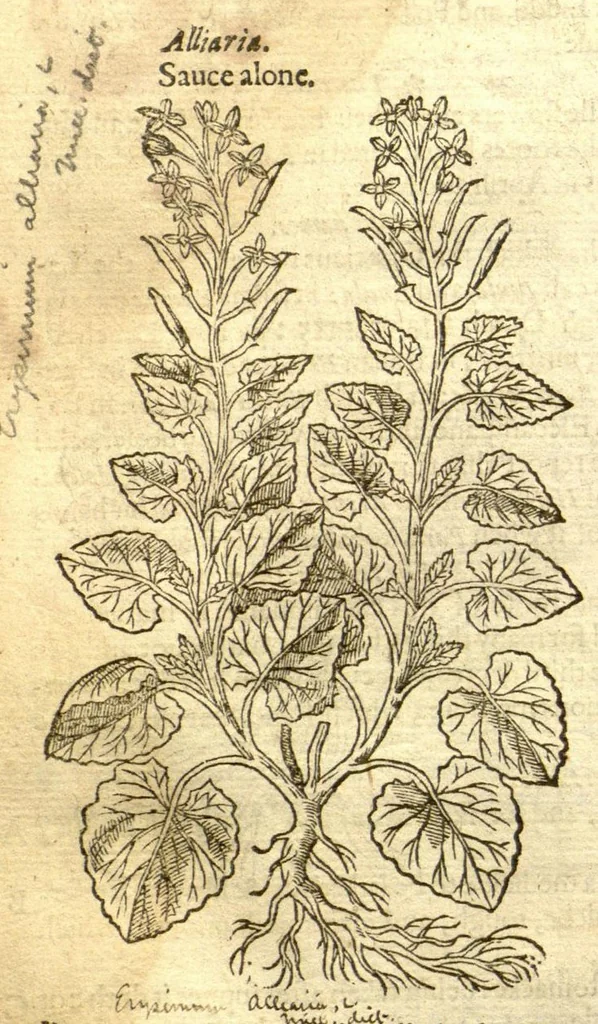 An illustration from The Herball, or, Generall historie of plantes /gathered by John Gerarde of London, master in chirurgerie., 1597, leaf 670