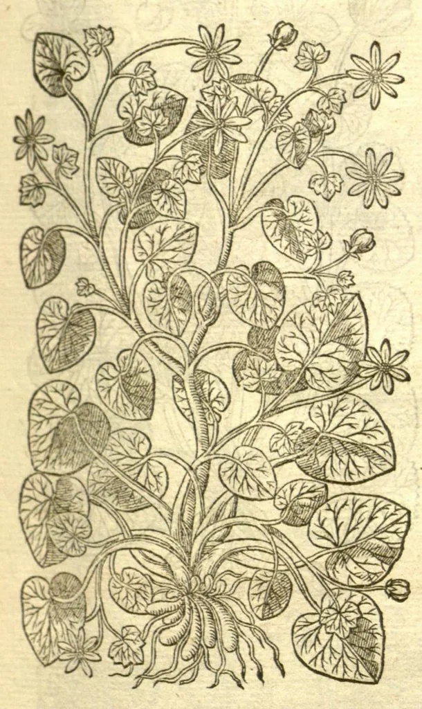 An illustration from The Herball, or, Generall historie of plantes /gathered by John Gerarde of London, master in chirurgerie., 1597, leaf 689