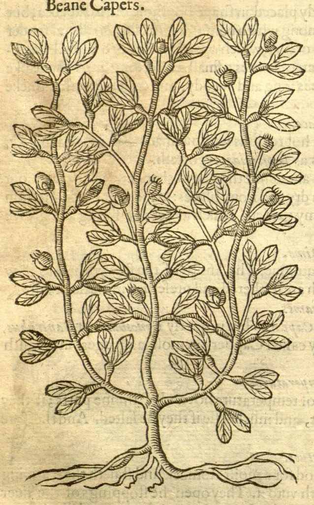 An illustration from The Herball, or, Generall historie of plantes /gathered by John Gerarde of London, master in chirurgerie., 1597, leaf 770