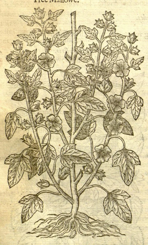 An illustration from The Herball, or, Generall historie of plantes /gathered by John Gerarde of London, master in chirurgerie., 1597, leaf 808