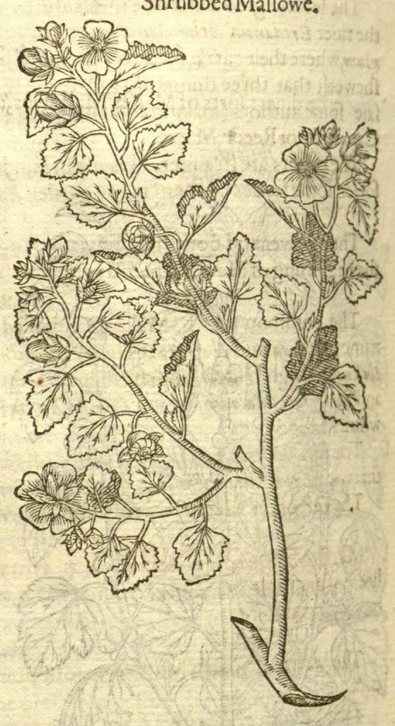 An illustration from The Herball, or, Generall historie of plantes /gathered by John Gerarde of London, master in chirurgerie., 1597, leaf 808