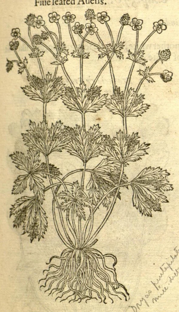 An illustration from The Herball, or, Generall historie of plantes /gathered by John Gerarde of London, master in chirurgerie., 1597, leaf 863