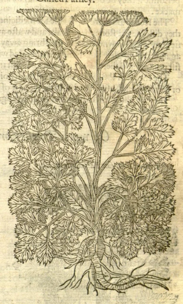 An illustration from The Herball, or, Generall historie of plantes /gathered by John Gerarde of London, master in chirurgerie., 1597, leaf 881