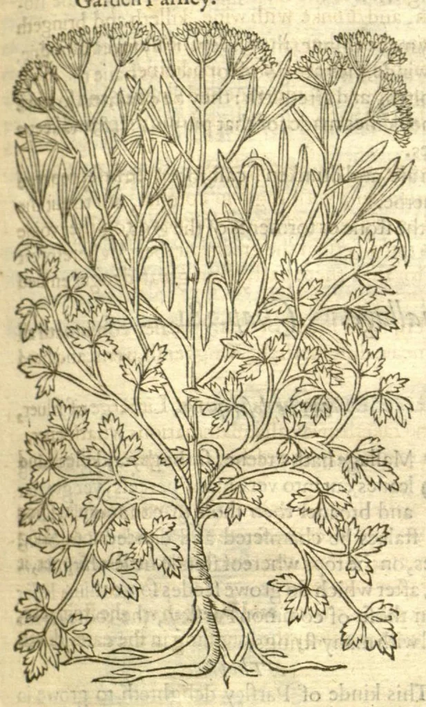 An illustration from The Herball, or, Generall historie of plantes /gathered by John Gerarde of London, master in chirurgerie., 1597, leaf 881