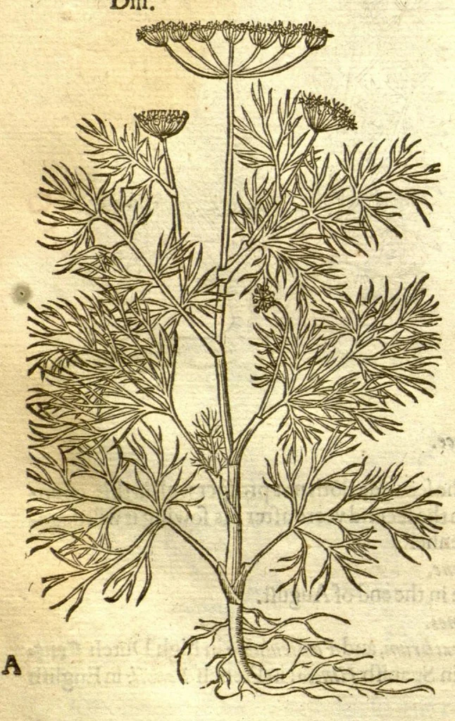 An illustration from The Herball, or, Generall historie of plantes /gathered by John Gerarde of London, master in chirurgerie., 1597, leaf 898