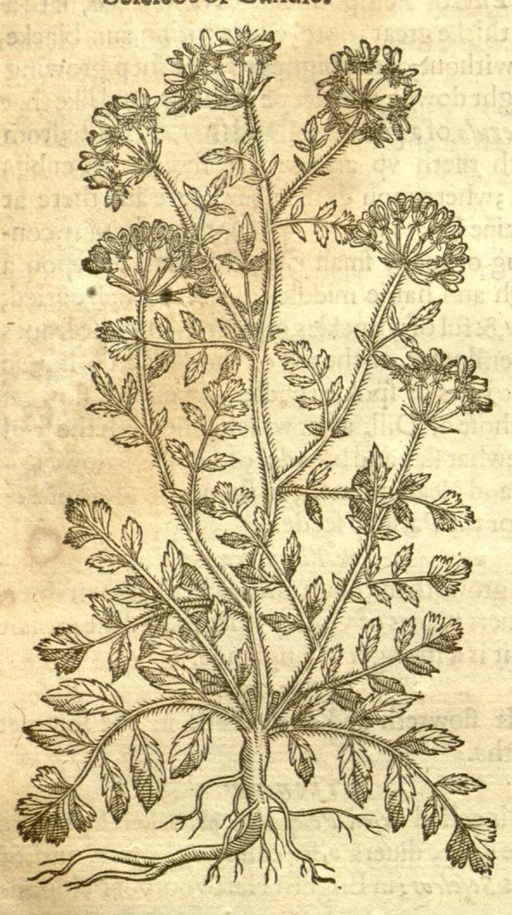 An illustration from The Herball, or, Generall historie of plantes /gathered by John Gerarde of London, master in chirurgerie., 1597, leaf 914