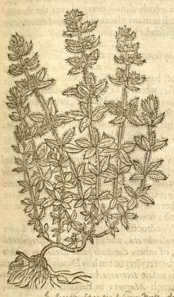 An illustration from The Herball, or, Generall historie of plantes /gathered by John Gerarde of London, master in chirurgerie., 1597, leaf 985