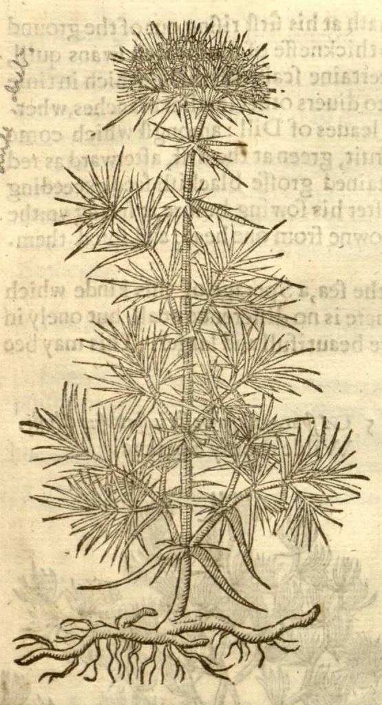 An illustration from The herball, or, Generall historie of plantes /gathered by John Gerarde of London master in chirurgerie ; very much enlarged and amended by Thomas Johnson citizen and apothecarye of London., 1636, leaf 1077