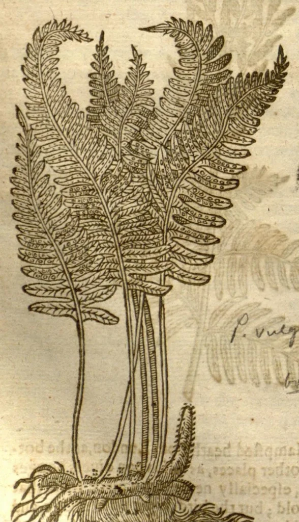 An illustration from The herball, or, Generall historie of plantes /gathered by John Gerarde of London master in chirurgerie ; very much enlarged and amended by Thomas Johnson citizen and apothecarye of London., 1636, leaf 1097