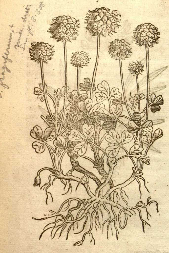 An illustration from The herball, or, Generall historie of plantes /gathered by John Gerarde of London master in chirurgerie ; very much enlarged and amended by Thomas Johnson citizen and apothecarye of London., 1636, leaf 1173