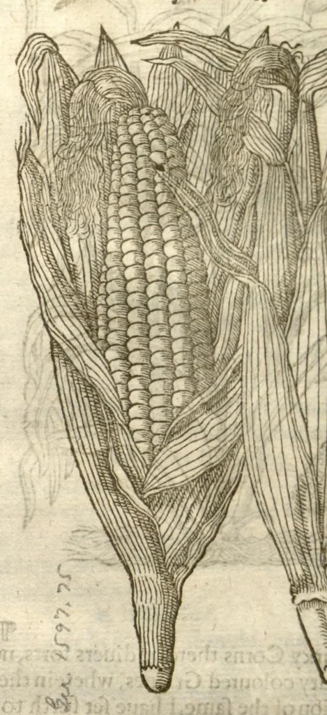 An illustration from The herball, or, Generall historie of plantes /gathered by John Gerarde of London master in chirurgerie ; very much enlarged and amended by Thomas Johnson citizen and apothecarye of London., 1636, leaf 121