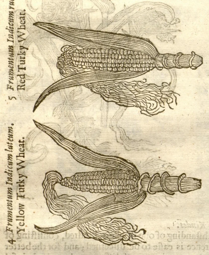 An illustration from The herball, or, Generall historie of plantes /gathered by John Gerarde of London master in chirurgerie ; very much enlarged and amended by Thomas Johnson citizen and apothecarye of London., 1636, leaf 121
