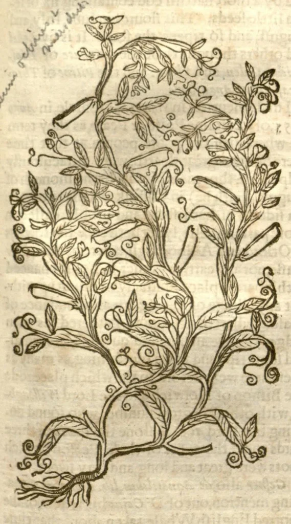 An illustration from The herball, or, Generall historie of plantes /gathered by John Gerarde of London master in chirurgerie ; very much enlarged and amended by Thomas Johnson citizen and apothecarye of London., 1636, leaf 1214