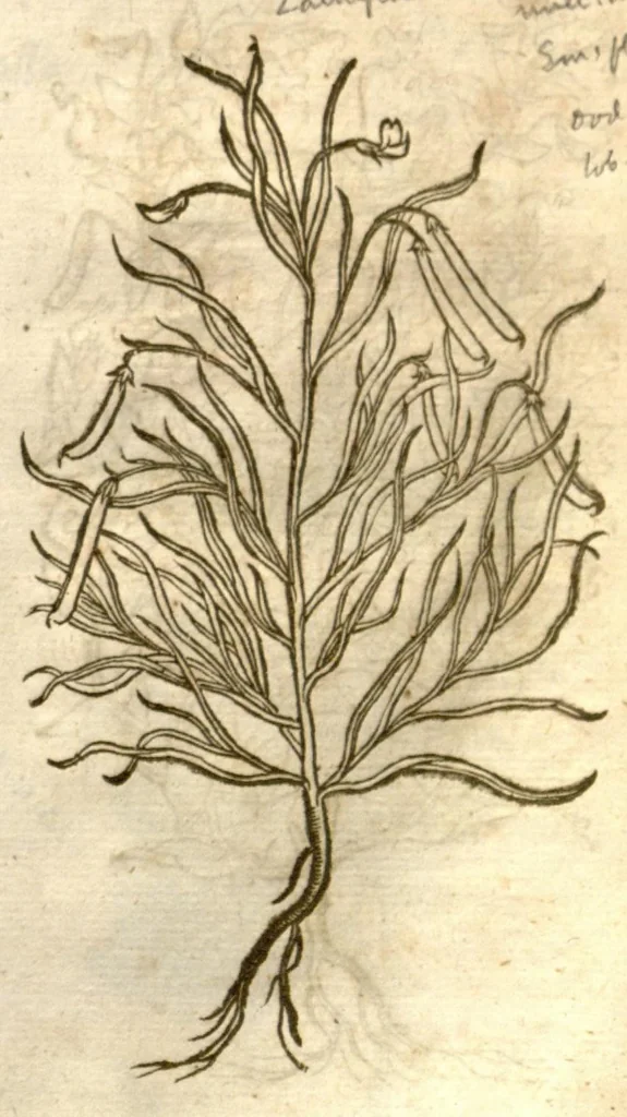 An illustration from The herball, or, Generall historie of plantes /gathered by John Gerarde of London master in chirurgerie ; very much enlarged and amended by Thomas Johnson citizen and apothecarye of London., 1636, leaf 1214