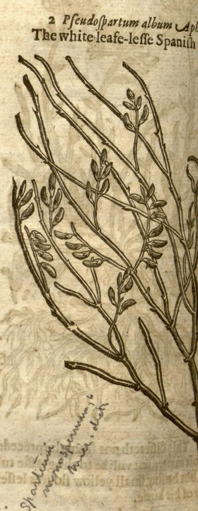 An illustration from The herball, or, Generall historie of plantes /gathered by John Gerarde of London master in chirurgerie ; very much enlarged and amended by Thomas Johnson citizen and apothecarye of London., 1636, leaf 1282