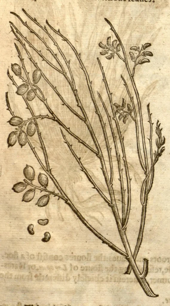 An illustration from The herball, or, Generall historie of plantes /gathered by John Gerarde of London master in chirurgerie ; very much enlarged and amended by Thomas Johnson citizen and apothecarye of London., 1636, leaf 1282