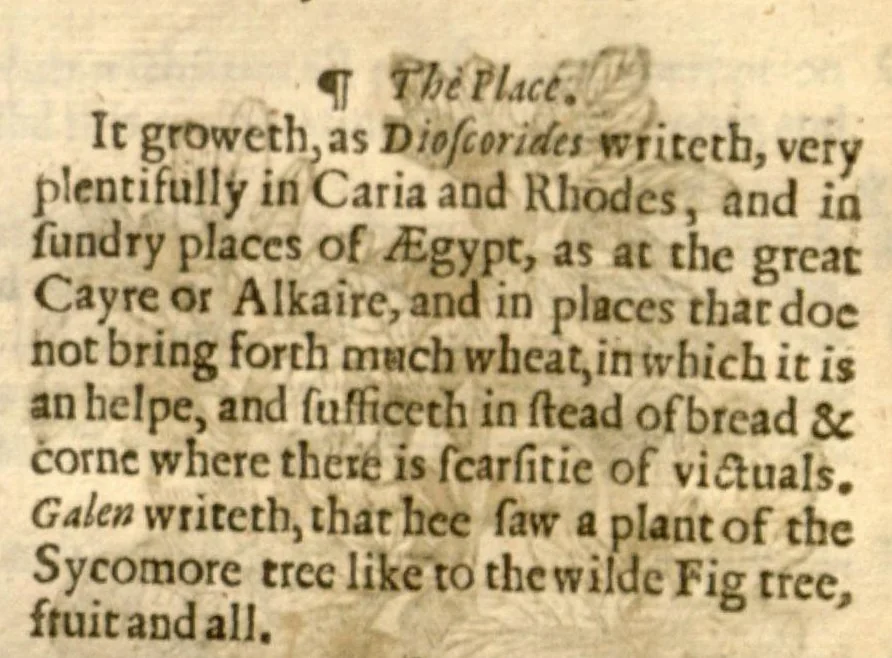 An illustration from The herball, or, Generall historie of plantes /gathered by John Gerarde of London master in chirurgerie ; very much enlarged and amended by Thomas Johnson citizen and apothecarye of London., 1636, leaf 1473