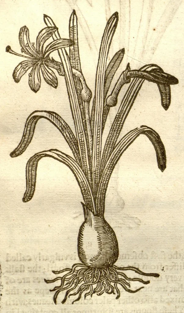 An illustration from The herball, or, Generall historie of plantes /gathered by John Gerarde of London master in chirurgerie ; very much enlarged and amended by Thomas Johnson citizen and apothecarye of London., 1636, leaf 175
