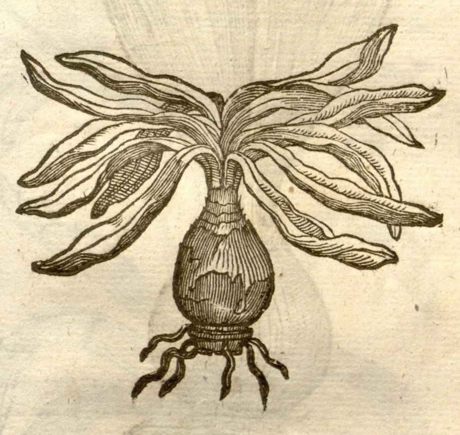 An illustration from The herball, or, Generall historie of plantes /gathered by John Gerarde of London master in chirurgerie ; very much enlarged and amended by Thomas Johnson citizen and apothecarye of London., 1636, leaf 210
