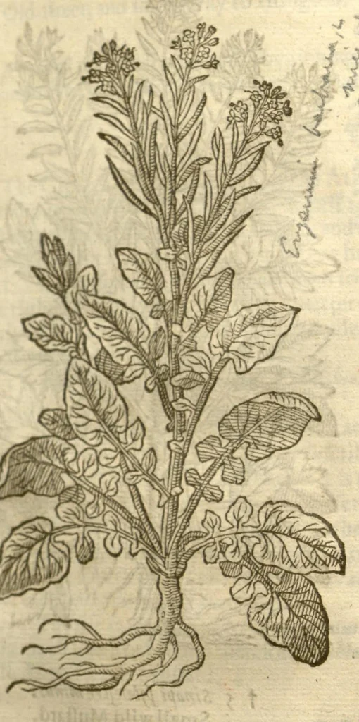 An illustration from The herball, or, Generall historie of plantes /gathered by John Gerarde of London master in chirurgerie ; very much enlarged and amended by Thomas Johnson citizen and apothecarye of London., 1636, leaf 281