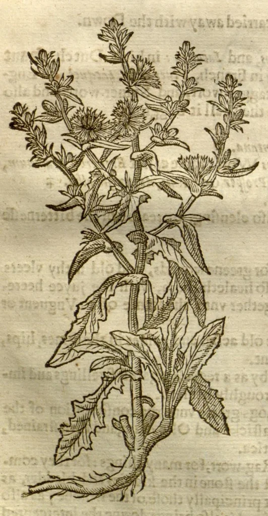 An illustration from The herball, or, Generall historie of plantes /gathered by John Gerarde of London master in chirurgerie ; very much enlarged and amended by Thomas Johnson citizen and apothecarye of London., 1636, leaf 320