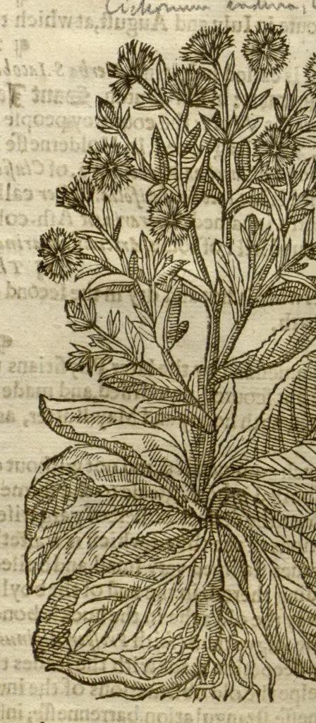 An illustration from The herball, or, Generall historie of plantes /gathered by John Gerarde of London master in chirurgerie ; very much enlarged and amended by Thomas Johnson citizen and apothecarye of London., 1636, leaf 320