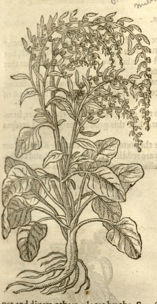 An illustration from The herball, or, Generall historie of plantes /gathered by John Gerarde of London master in chirurgerie ; very much enlarged and amended by Thomas Johnson citizen and apothecarye of London., 1636, leaf 357
