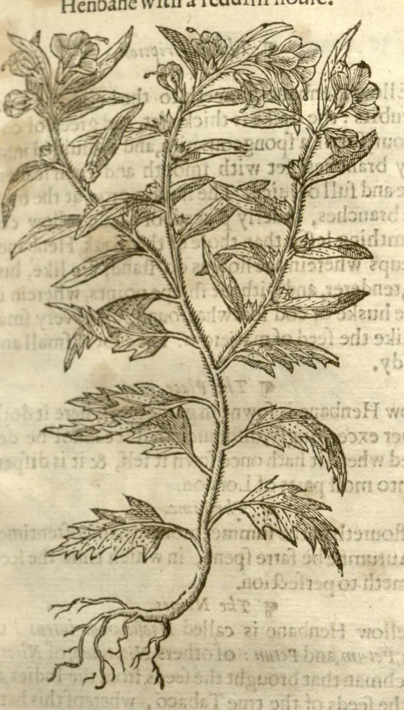 An illustration from The herball, or, Generall historie of plantes /gathered by John Gerarde of London master in chirurgerie ; very much enlarged and amended by Thomas Johnson citizen and apothecarye of London., 1636, leaf 393
